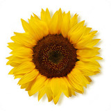 Blog CarLu - Carlinhos Maia17.0_Popularmodapk.com