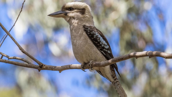 Laughing Kookaburra Sounds screenshot image 6_Popularmodapk.com