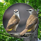 Suara Burung Trucukan Pikat12.35.59_Popularmodapk.com