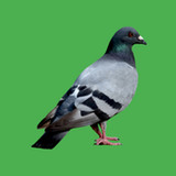 Decoy on the field bird0.3.9.0521_Popularmodapk.com