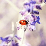 Nature Wallpaper Backgrounds3.0_Popularmodapk.com