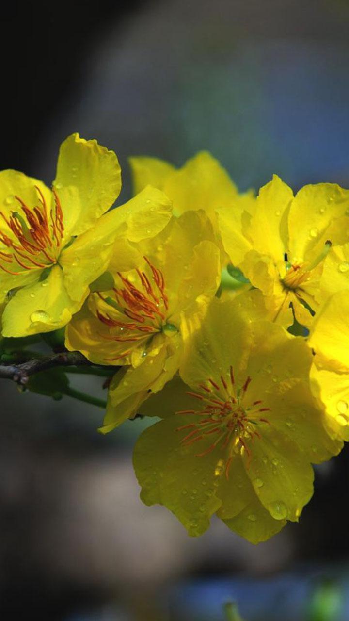 Mai Flower Live Wallpaper screenshot image 1_Popularmodapk.com