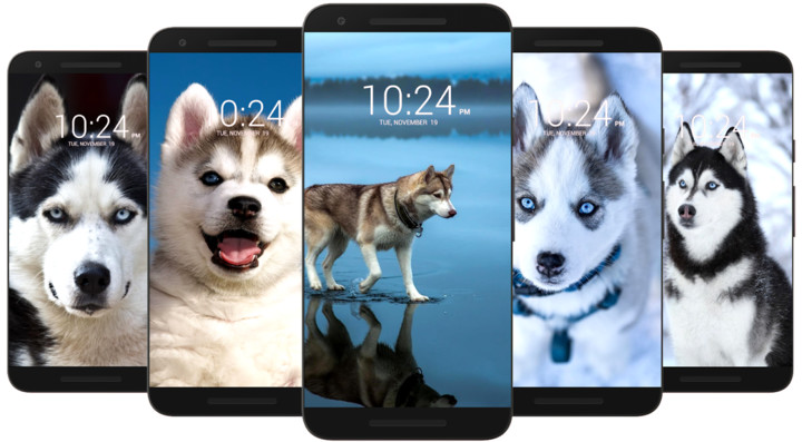 Husky Dog Wallpaper HD screenshot image 5_Popularmodapk.com