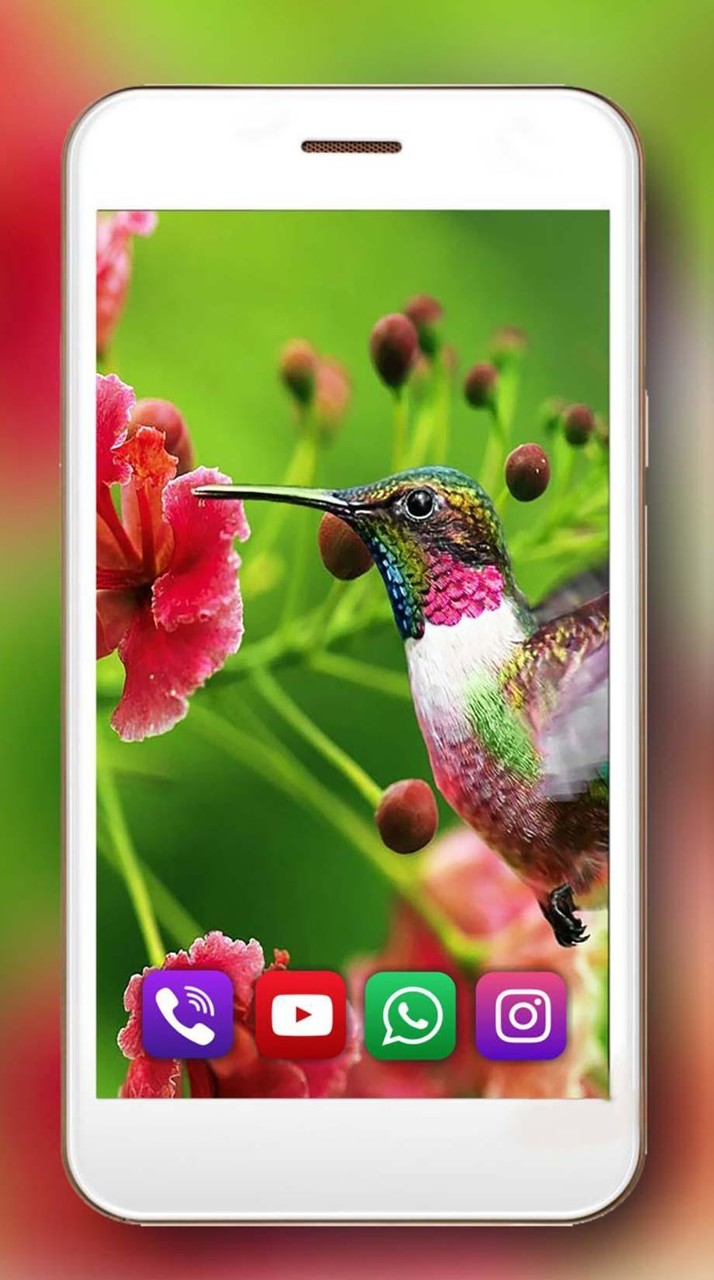 Colibri Exotic Live Wallpaper screenshot image 3_Popularmodapk.com