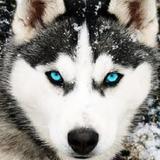 Husky Dog Wallpaper HD26_Popularmodapk.com