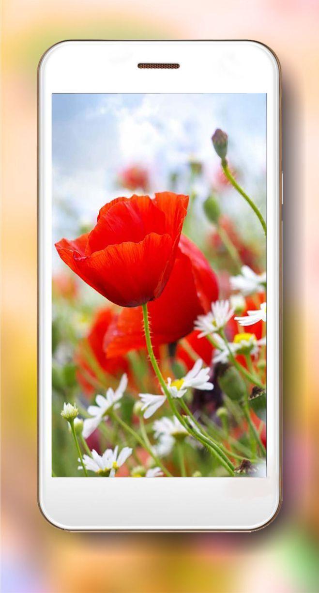 Summer Poppy lwp screenshot image 6_Popularmodapk.com