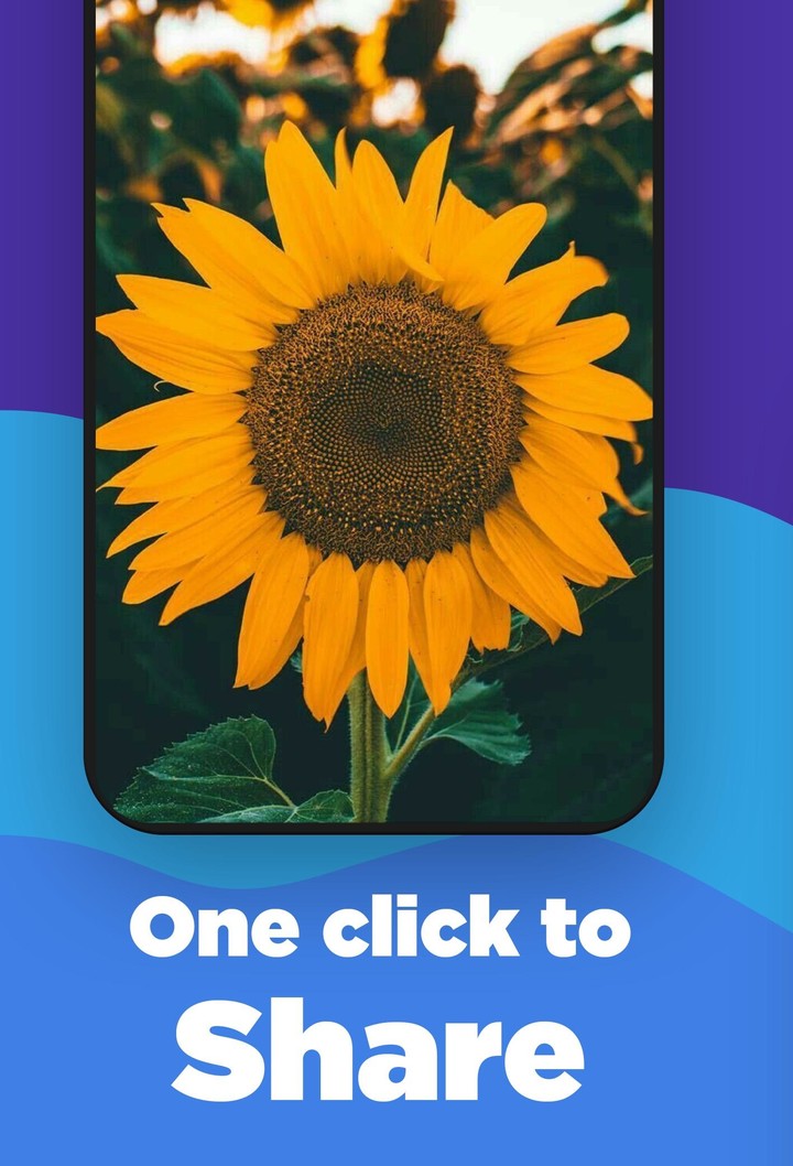 Sunflower Wallpaper screenshot image 4_Popularmodapk.com