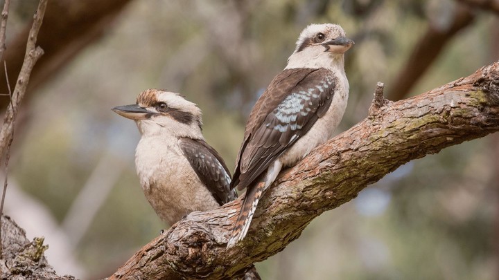 Laughing Kookaburra Sounds screenshot image 4_Popularmodapk.com
