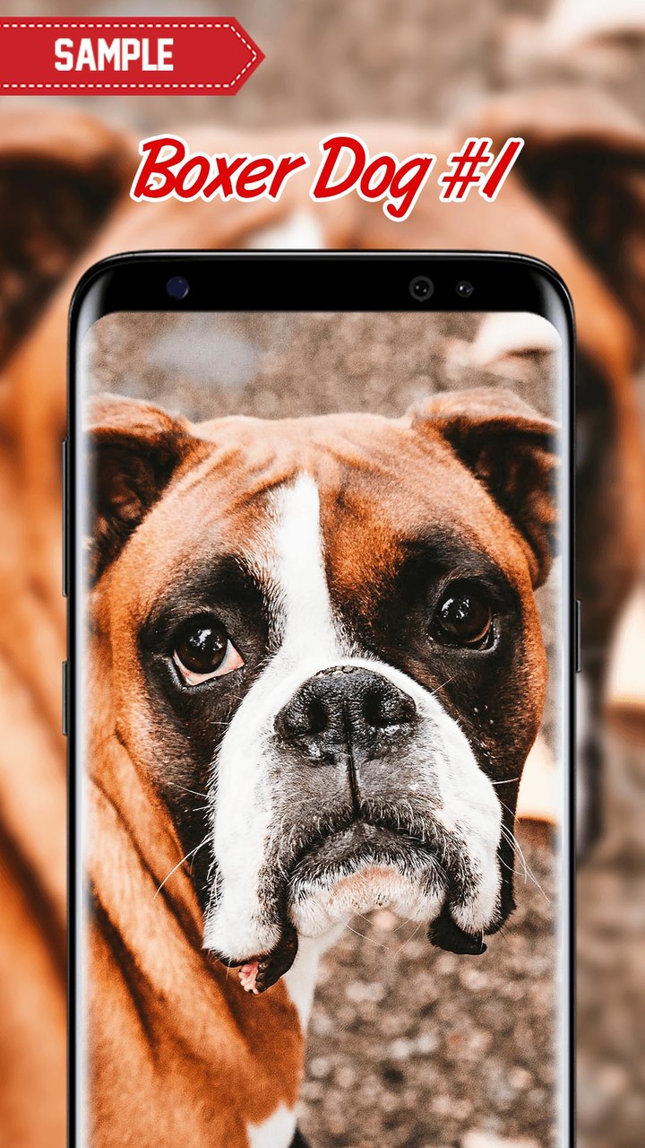 Boxer Dog Wallpaper screenshot image 6_Popularmodapk.com