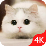 Cute Cat Wallpaper Live HD2.5.8_Popularmodapk.com
