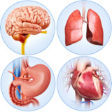 Organs Anatomy Pro.2.5_Popularmodapk.com
