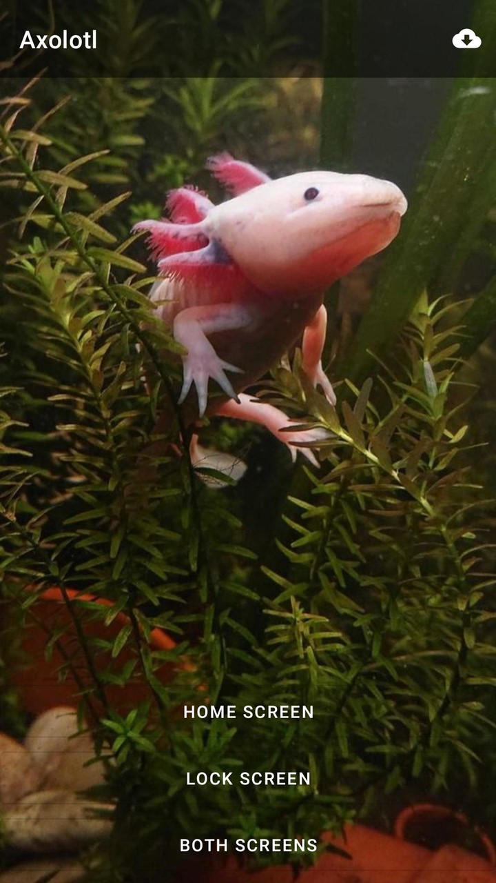 Axolotl Wallpaper Cute HD & 4K screenshot image 5_Popularmodapk.com
