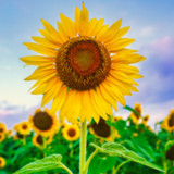 Sunflower Wallpaper15_Popularmodapk.com