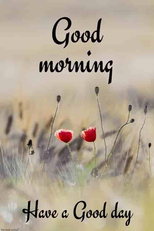 Good Morning MessagesAndImages screenshot image 6_Popularmodapk.com