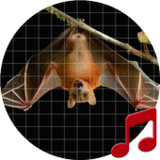 Bat Sounds ~ Sboard.pro1.1.3_Popularmodapk.com