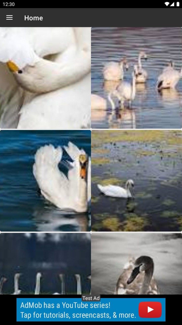 Swan Wallpaper screenshot image 18_Popularmodapk.com