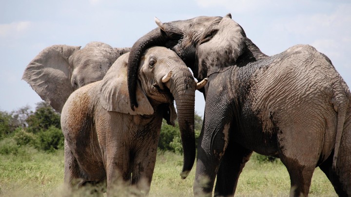 Elephant Sounds screenshot image 9_Popularmodapk.com