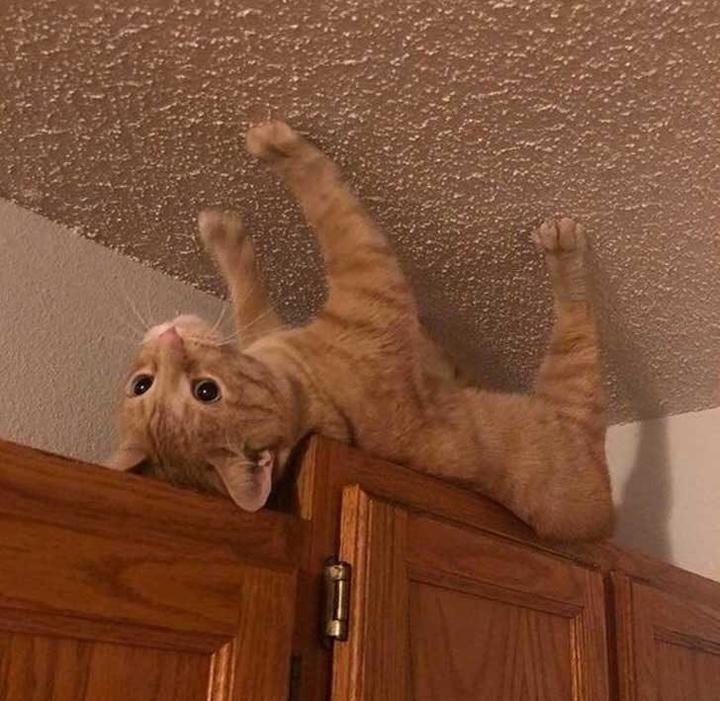 Funny Pics screenshot image 4_Popularmodapk.com