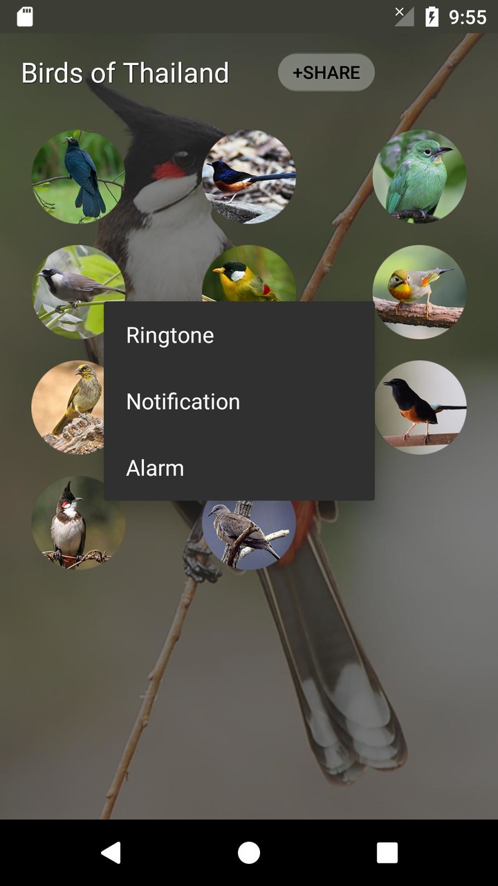 bird sounds from Thailand screenshot image 8_Popularmodapk.com