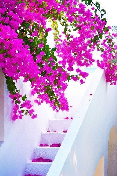 Spring Wallpapers screenshot image 3_Popularmodapk.com