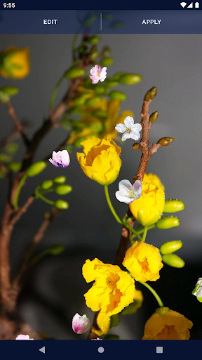 Cherry Blossom Live Wallpaper screenshot image 1_Popularmodapk.com