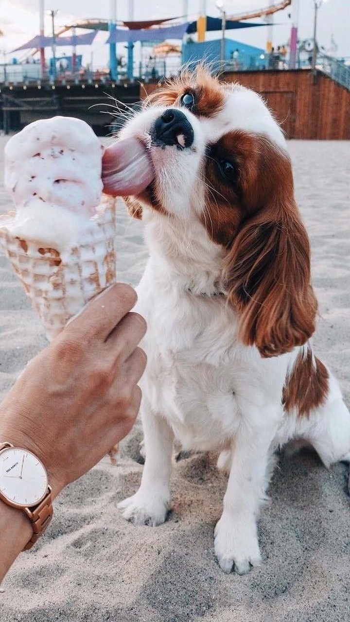 Cavalier King Charles Spaniel screenshot image 7_Popularmodapk.com