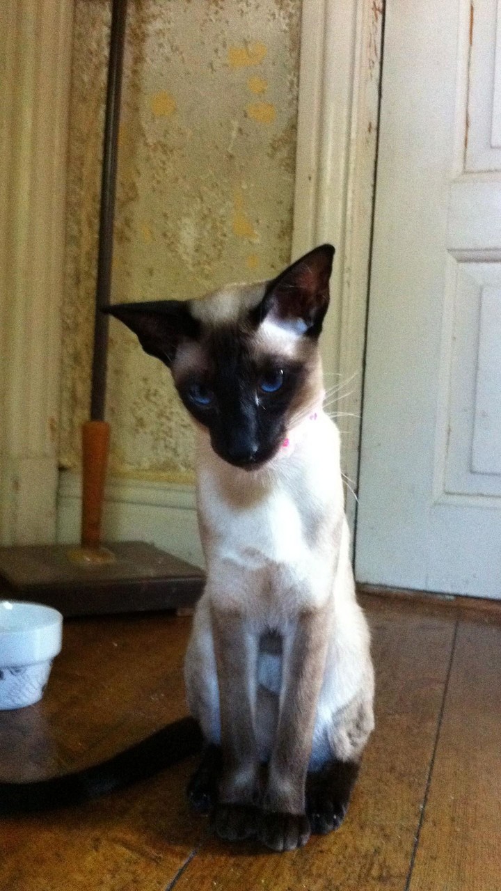 Siamese Wallpapers screenshot image 10_Popularmodapk.com