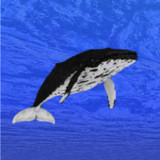 Whale training1.56.0_Popularmodapk.com