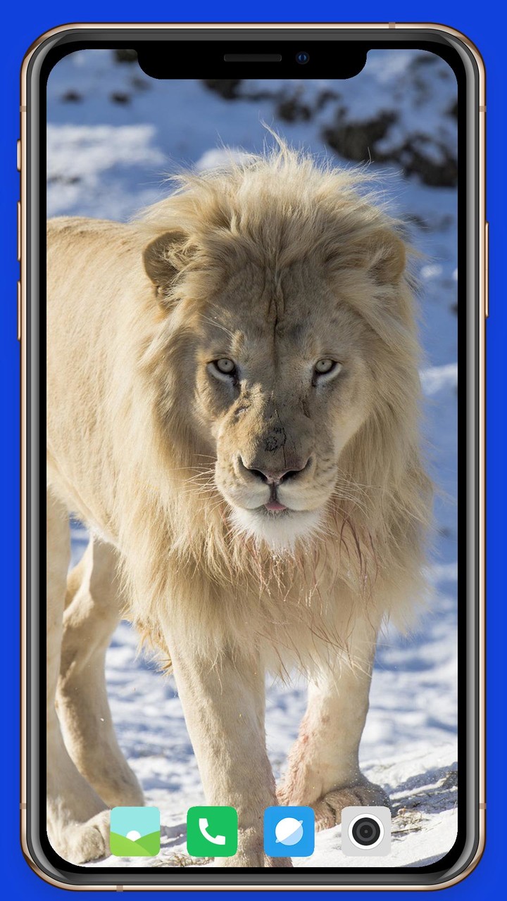 Lion Wallpaper screenshot image 21_Popularmodapk.com