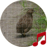 Quail Calling Sounds1.1.3_Popularmodapk.com