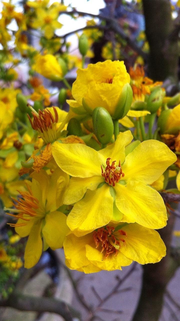 Mai Flower Live Wallpaper screenshot image 5_Popularmodapk.com