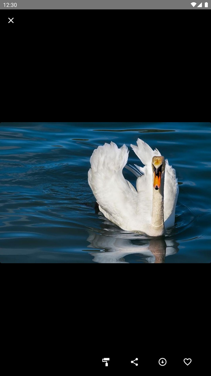 Swan Wallpaper screenshot image 5_Popularmodapk.com