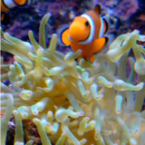Real Fish Live Wallpaper1.5_Popularmodapk.com