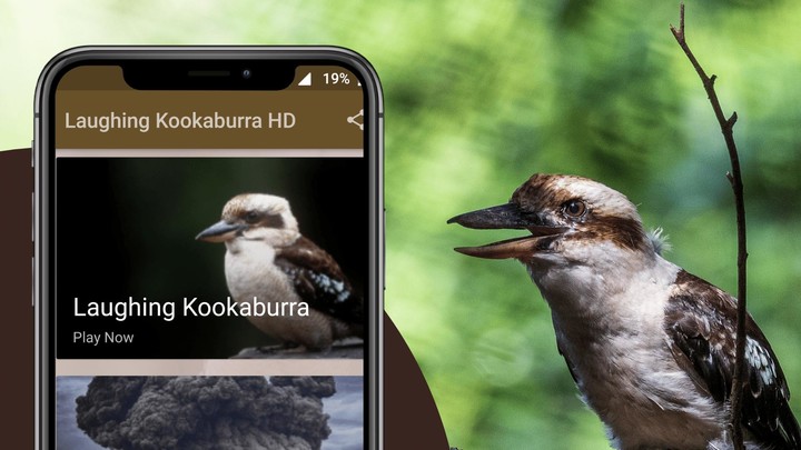 Laughing Kookaburra Sounds screenshot image 1_Popularmodapk.com
