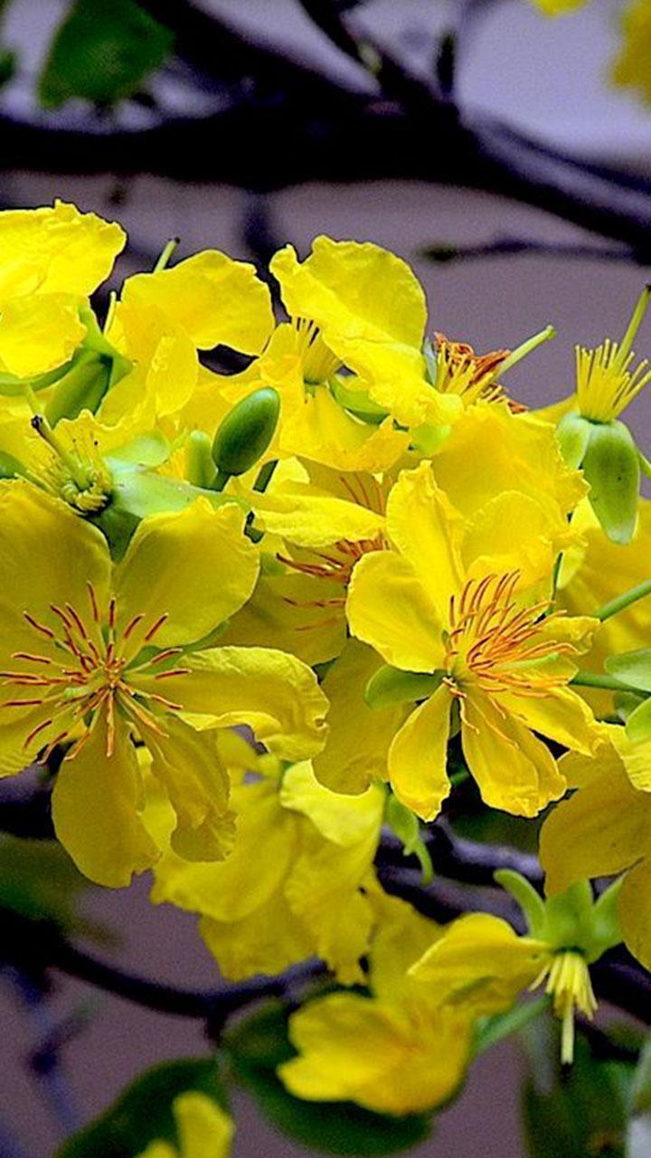 Mai Flower Live Wallpaper screenshot image 2_Popularmodapk.com