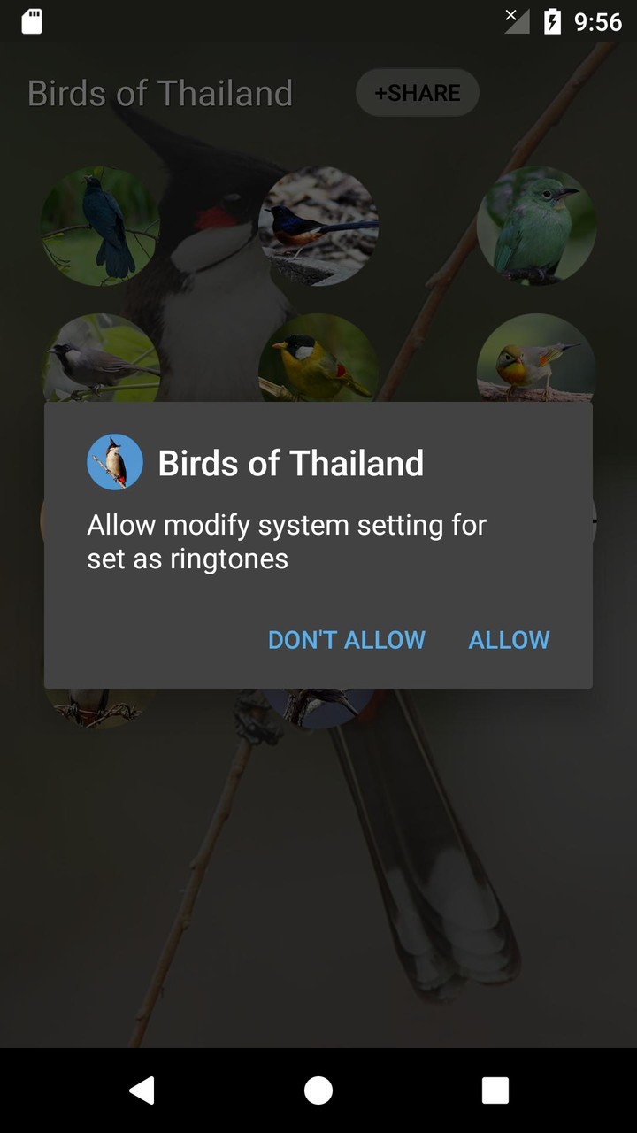 bird sounds from Thailand screenshot image 10_Popularmodapk.com
