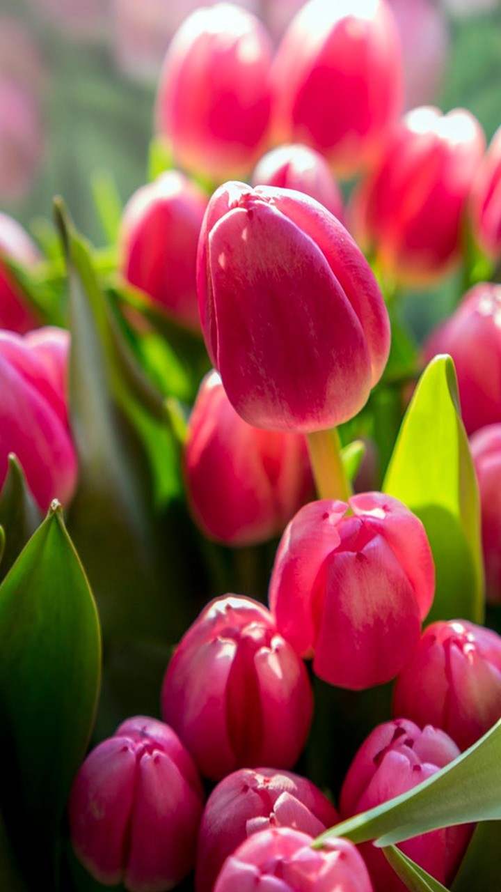 Tulip Wallpapers screenshot image 7_Popularmodapk.com