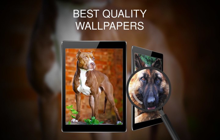 Wallpapers 4K with dogs screenshot image 9_Popularmodapk.com