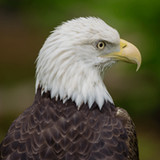 Bald Eagle Sounds3.5_Popularmodapk.com
