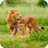 Lion HD Wallpaper1.16_Popularmodapk.com