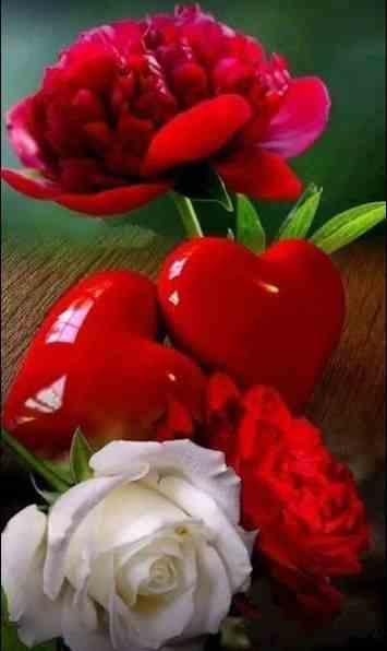 flowers beautiful pictures screenshot image 7_Popularmodapk.com