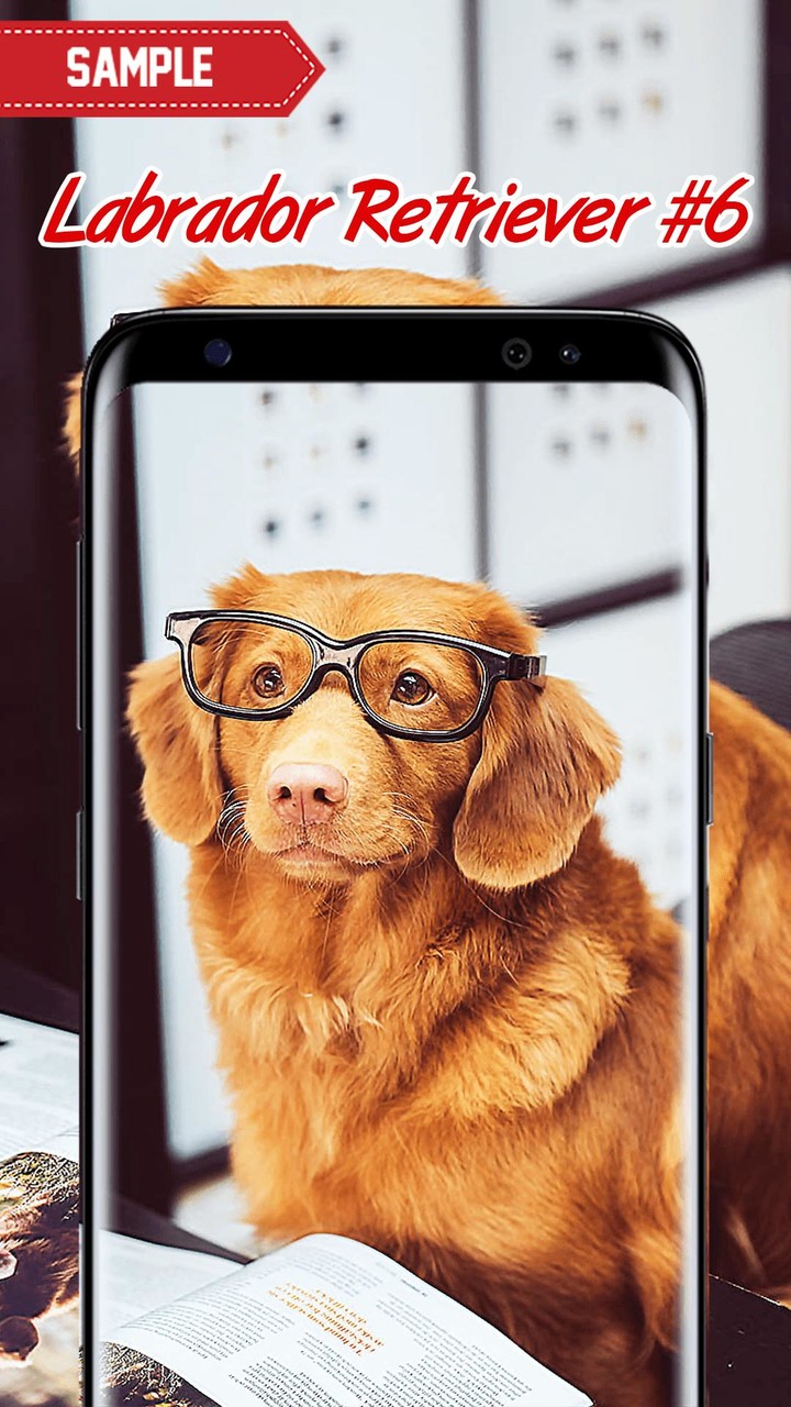 Labrador Retriever Wallpaper screenshot image 12_Popularmodapk.com