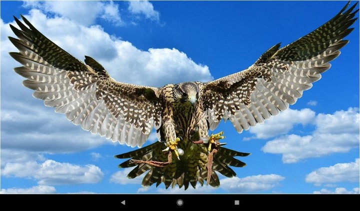 Beautiful  Falcon Backgrounds screenshot image 5_Popularmodapk.com