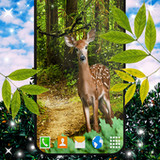 Forest Live Wallpaper6.9.7_Popularmodapk.com