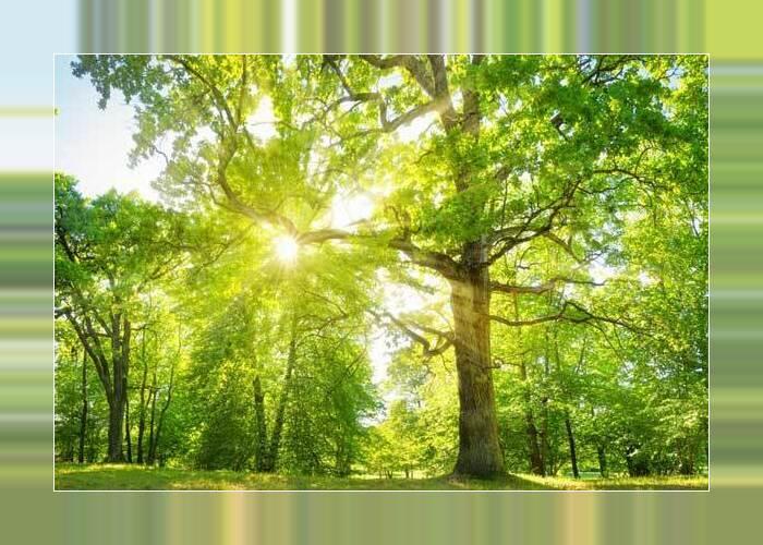 Tree Backgrounds screenshot image 18_Popularmodapk.com