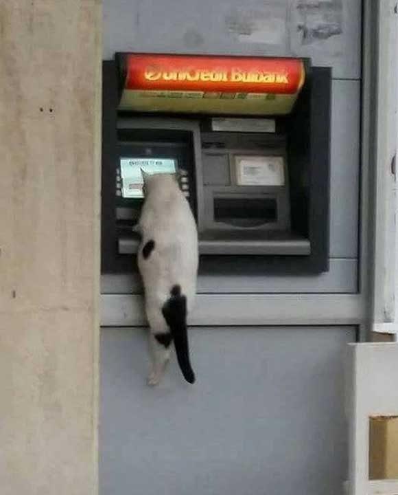 Funny Pics screenshot image 6_Popularmodapk.com