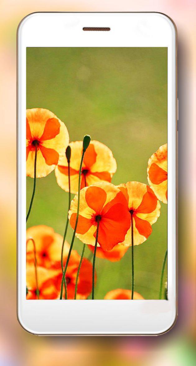 Summer Poppy lwp screenshot image 2_Popularmodapk.com