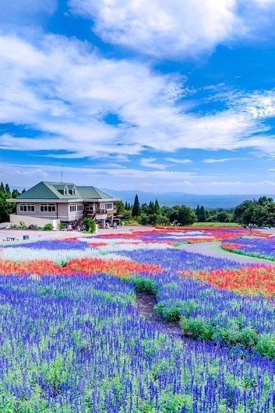 Spring Wallpapers screenshot image 2_Popularmodapk.com