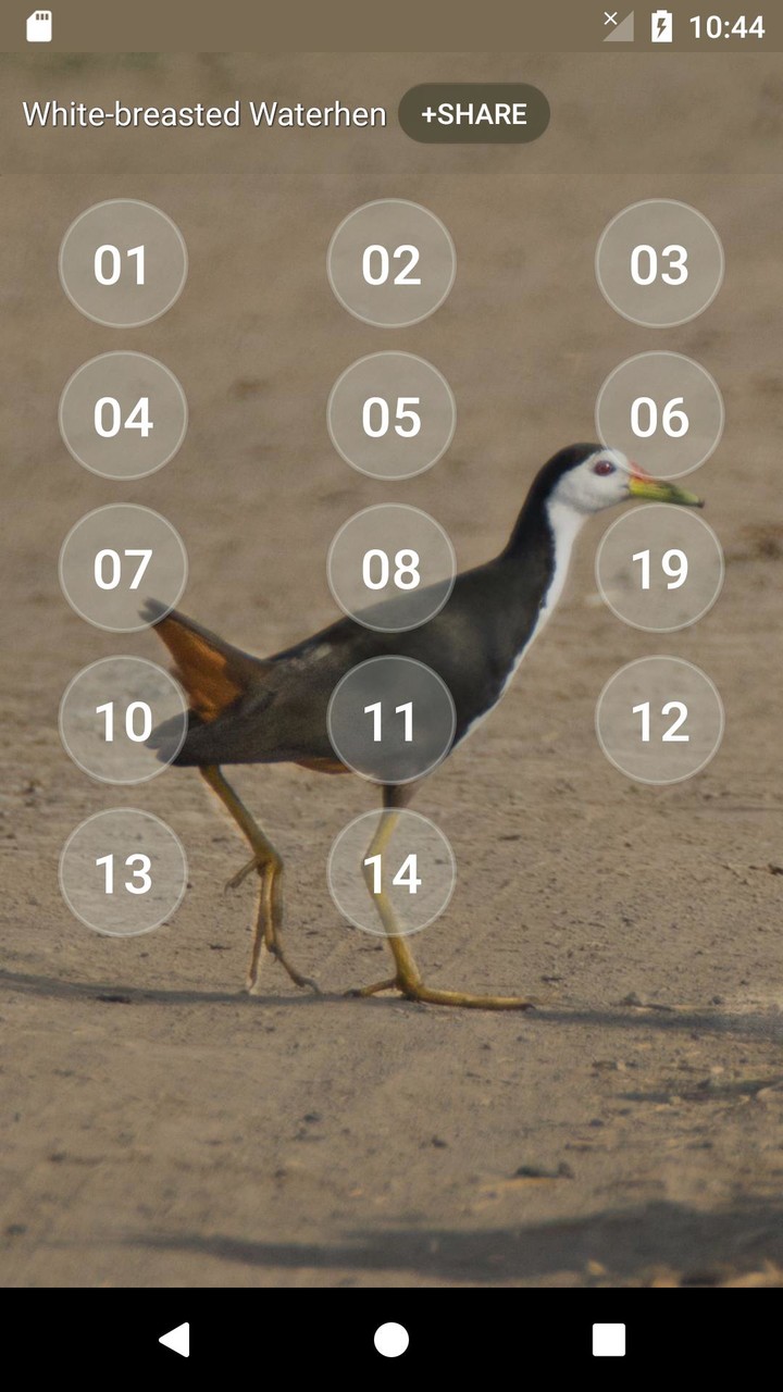 White-breasted waterhen sounds screenshot image 2_Popularmodapk.com