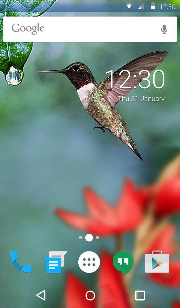 Colibri Animated Keyboard + Live Wallpaper screenshot image 4_Popularmodapk.com
